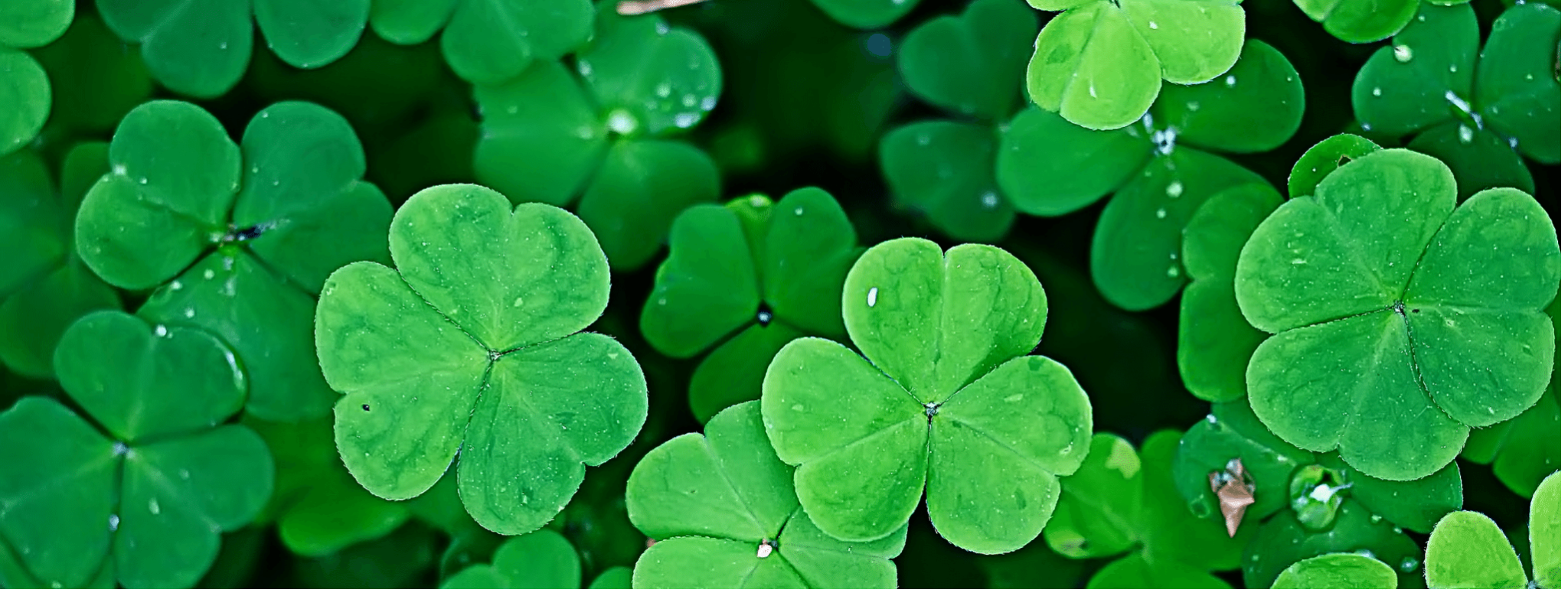 The Shamrock