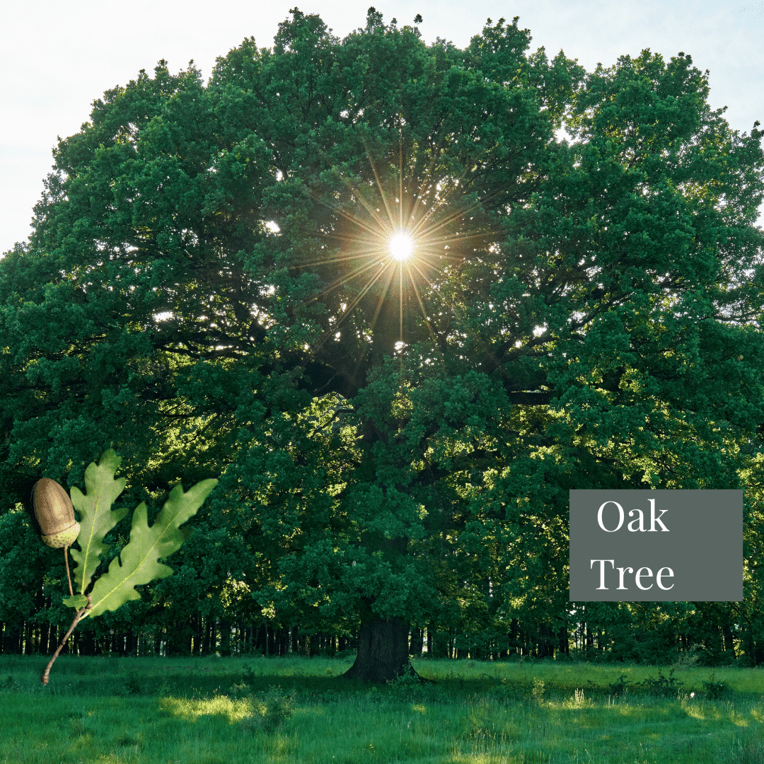 Irish Tree species