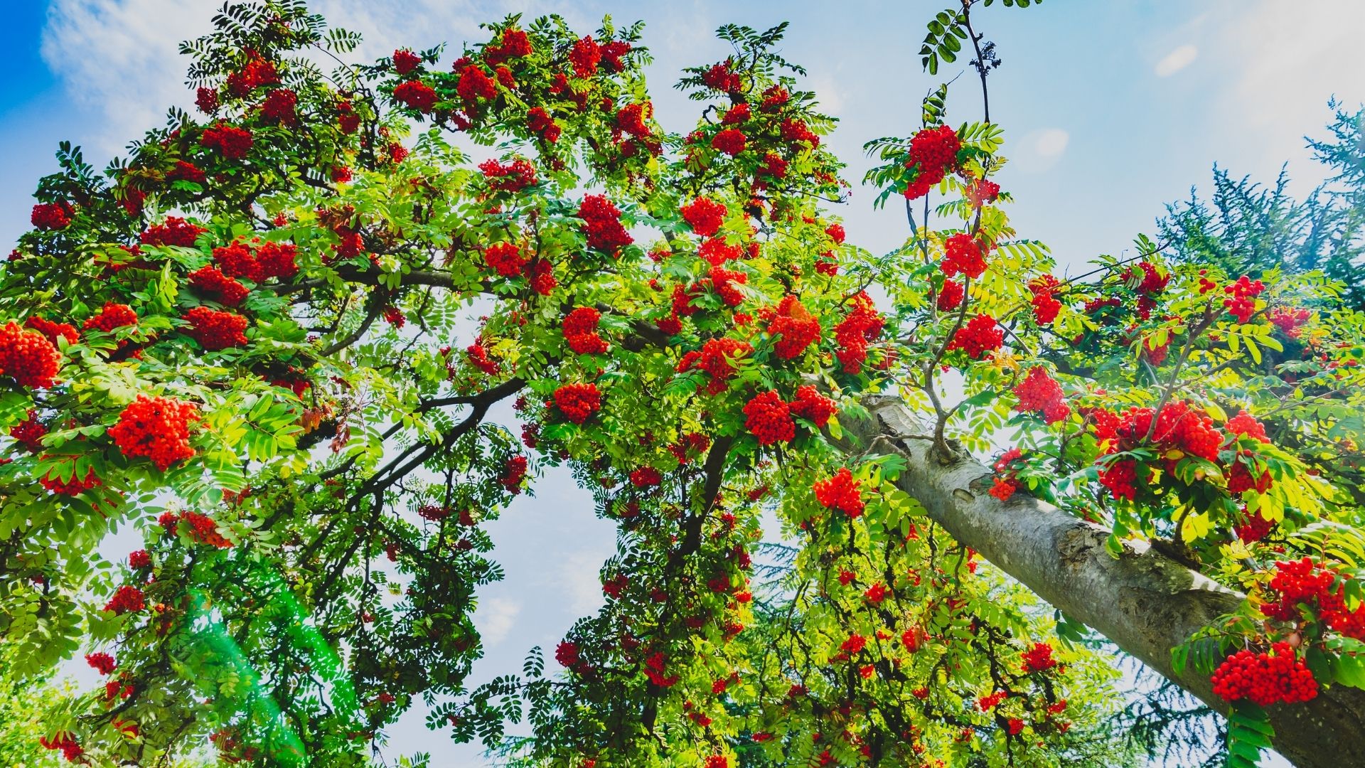 Why You Should Plant a Tree in Memory of Someone