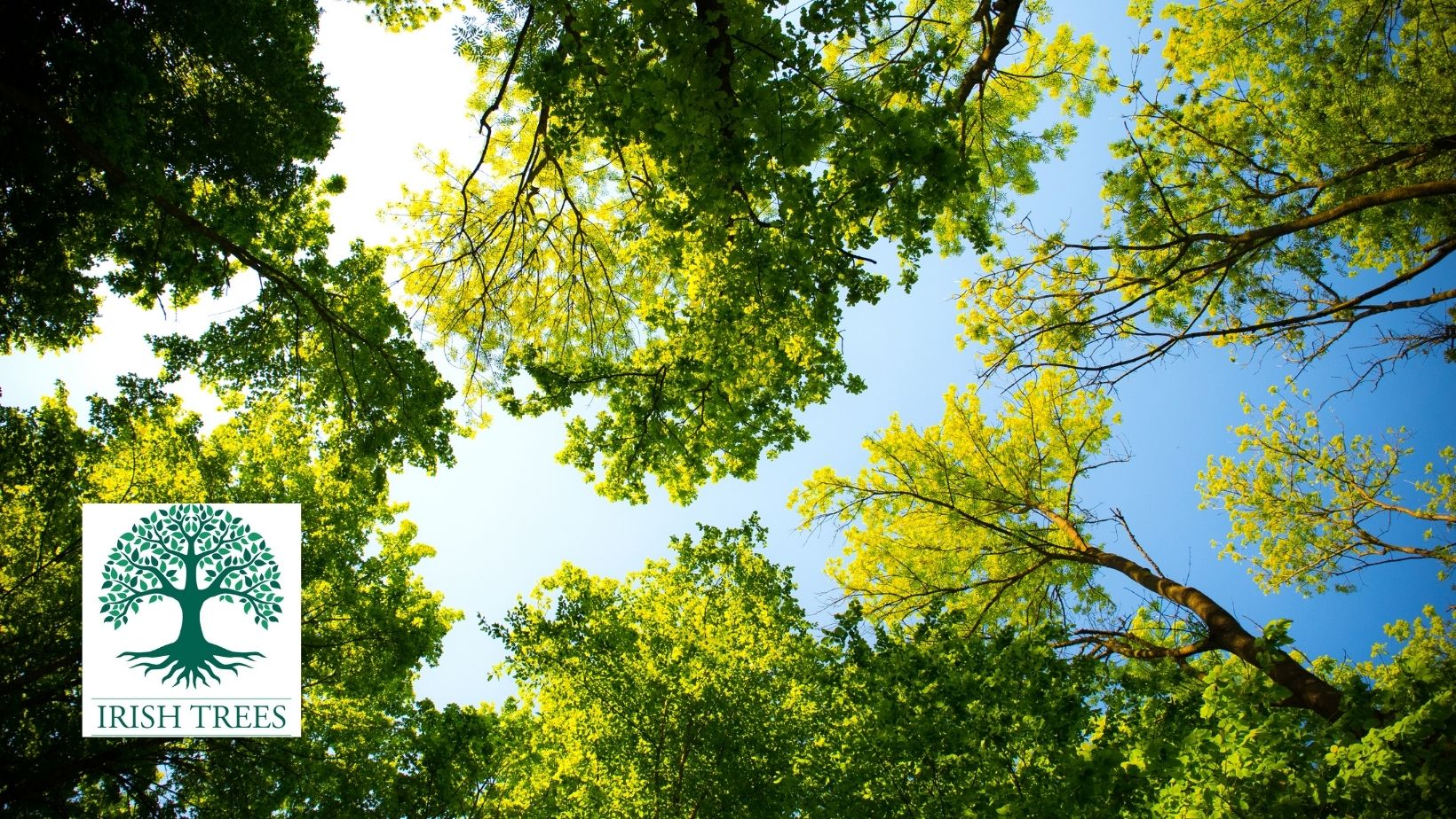 Is mixed planting of native trees in Ireland better than single species?