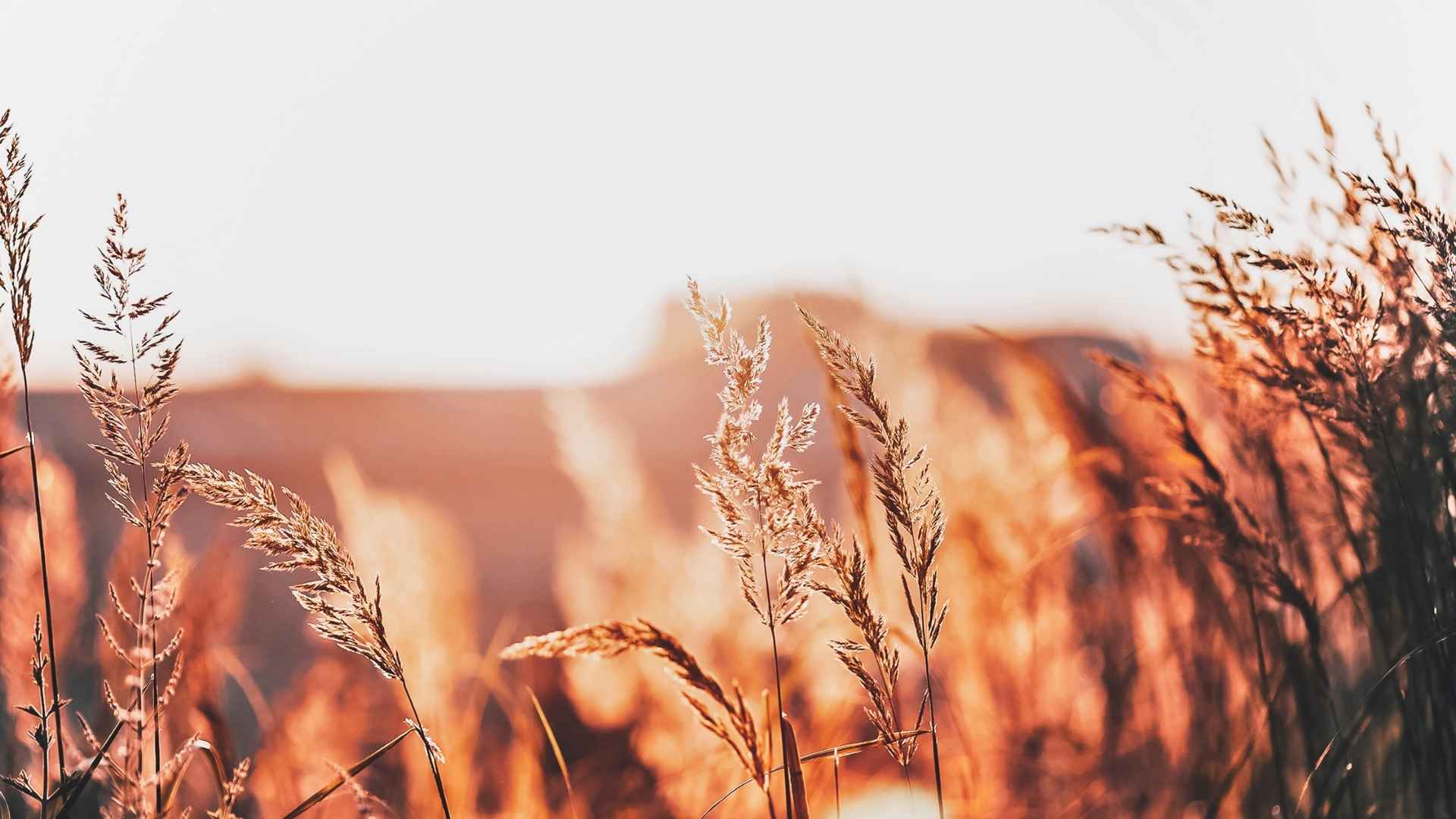 Does Nature Improve Our Mental Health?