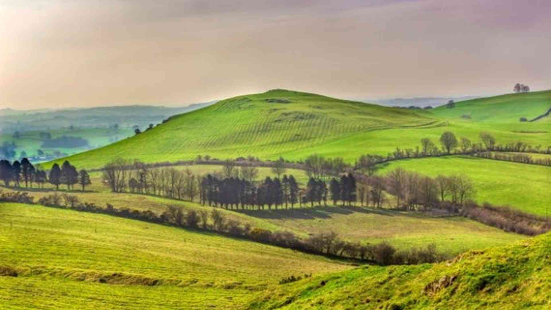 Where did all the trees go ?- Ireland’s lost amazon.