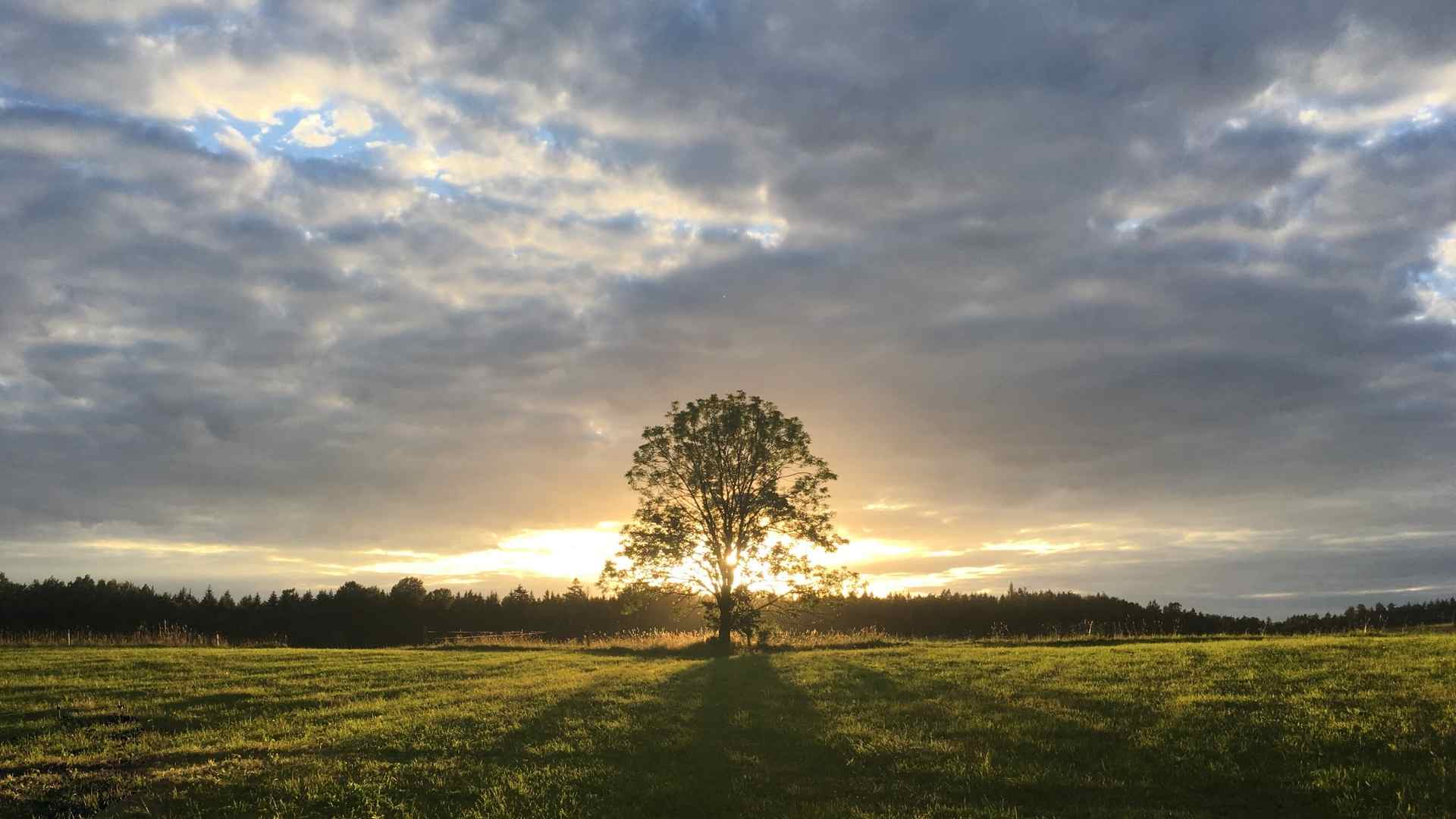 The Tree of Life – An Ancient Celtic Symbol