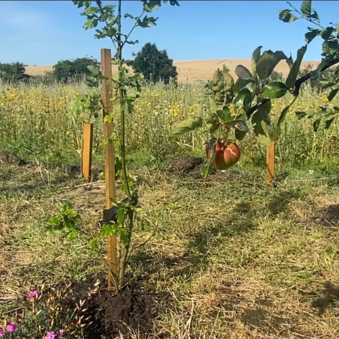 New Oak Tree beside apple tree at irish trees with wildflowers behind it