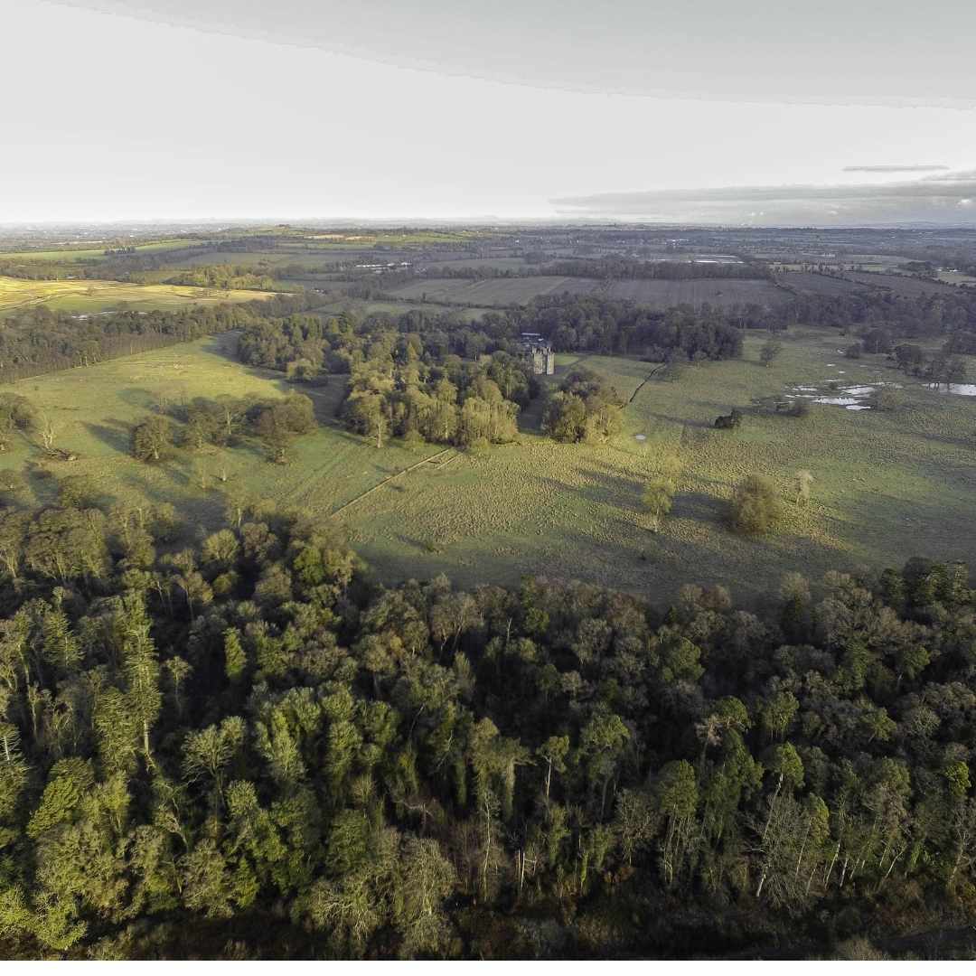 Trees and Carbon Dioxide