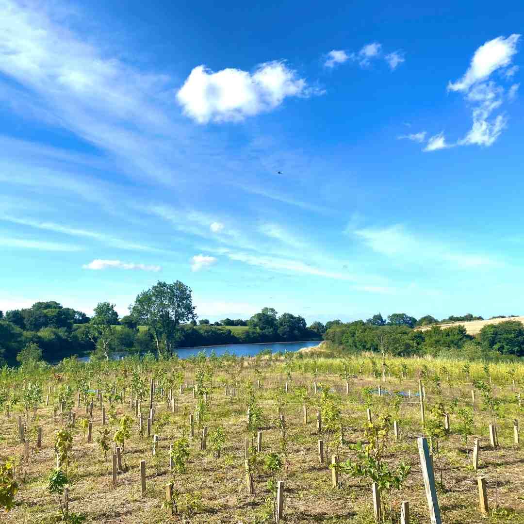 Enhancing Pollinator Habitats with Native Trees in Ireland