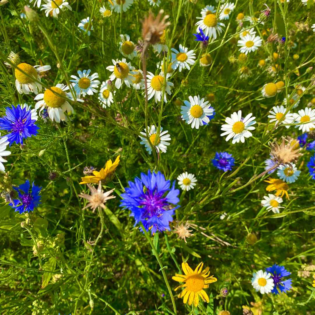 Biodiversity under attack￼