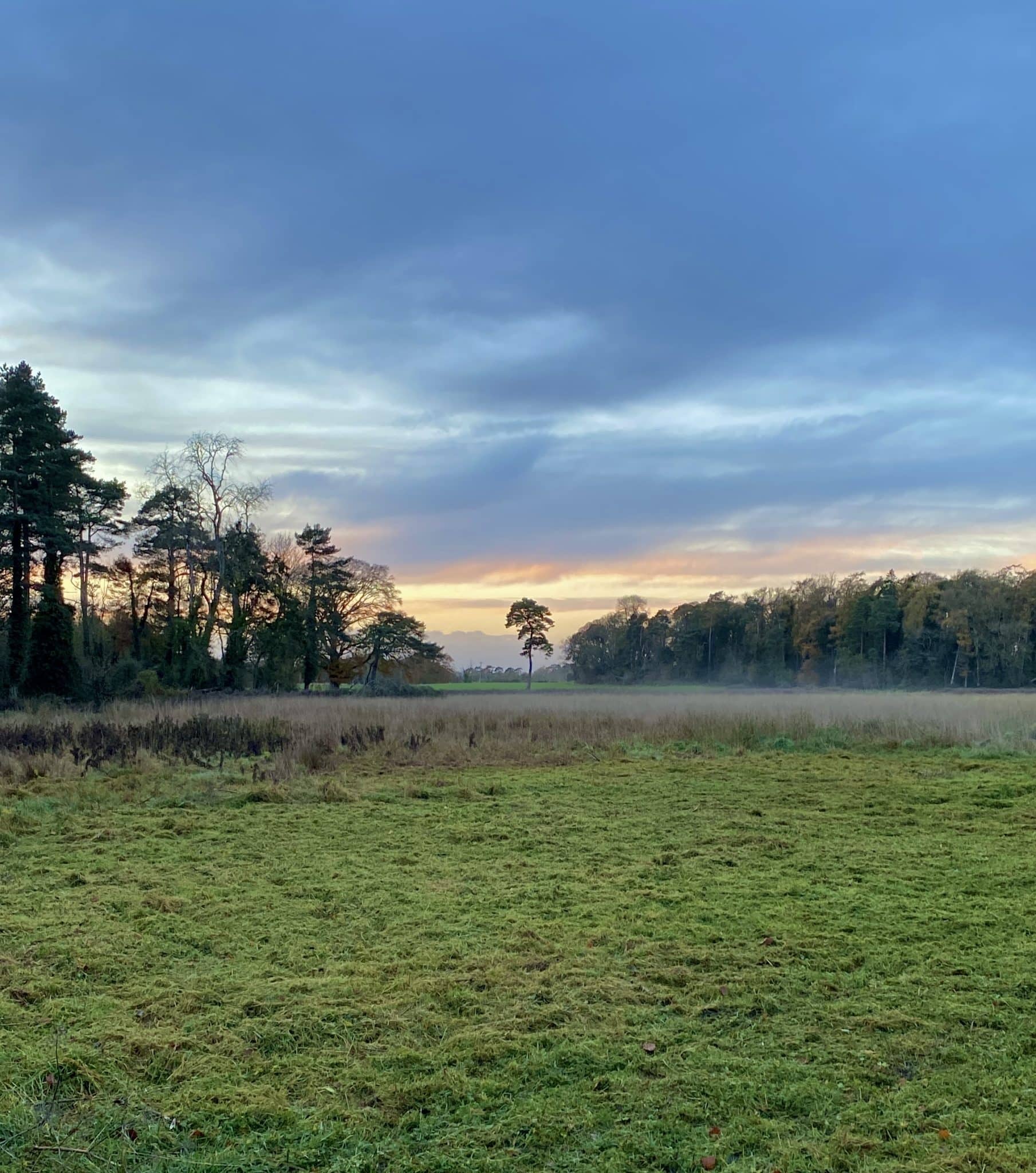 A short history of Trees in Ireland