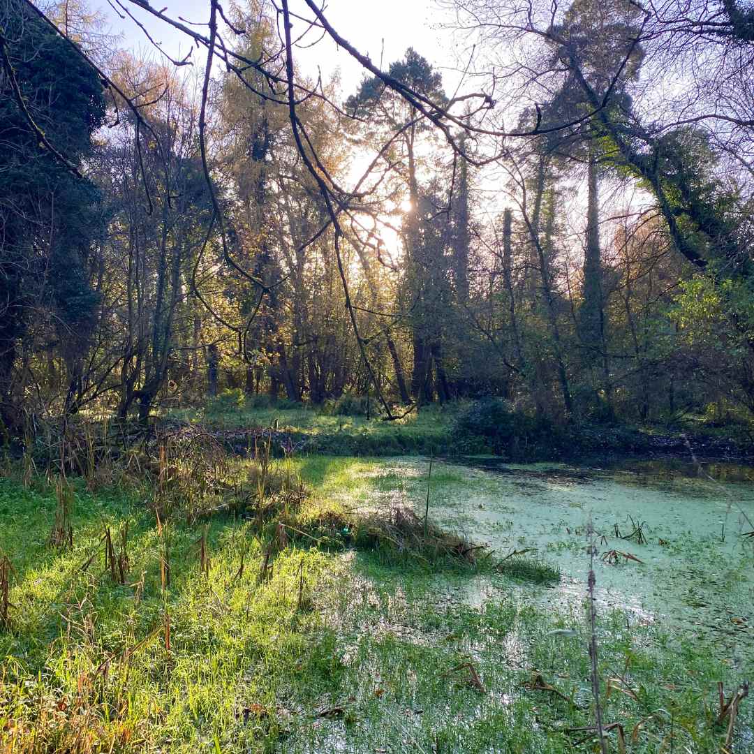 Trees and Water￼