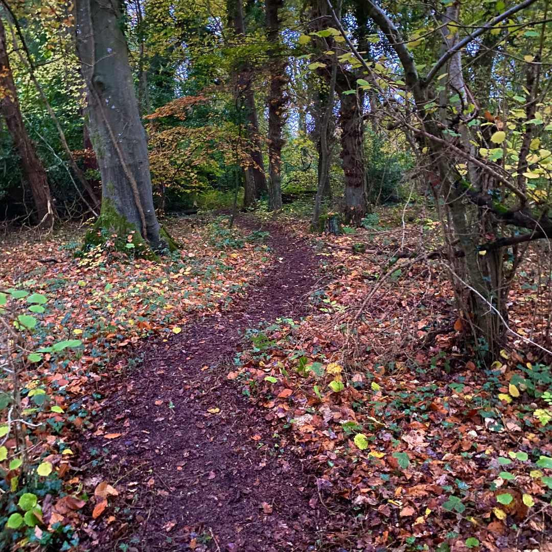 Dunsany rewilding project were planting trees and forests