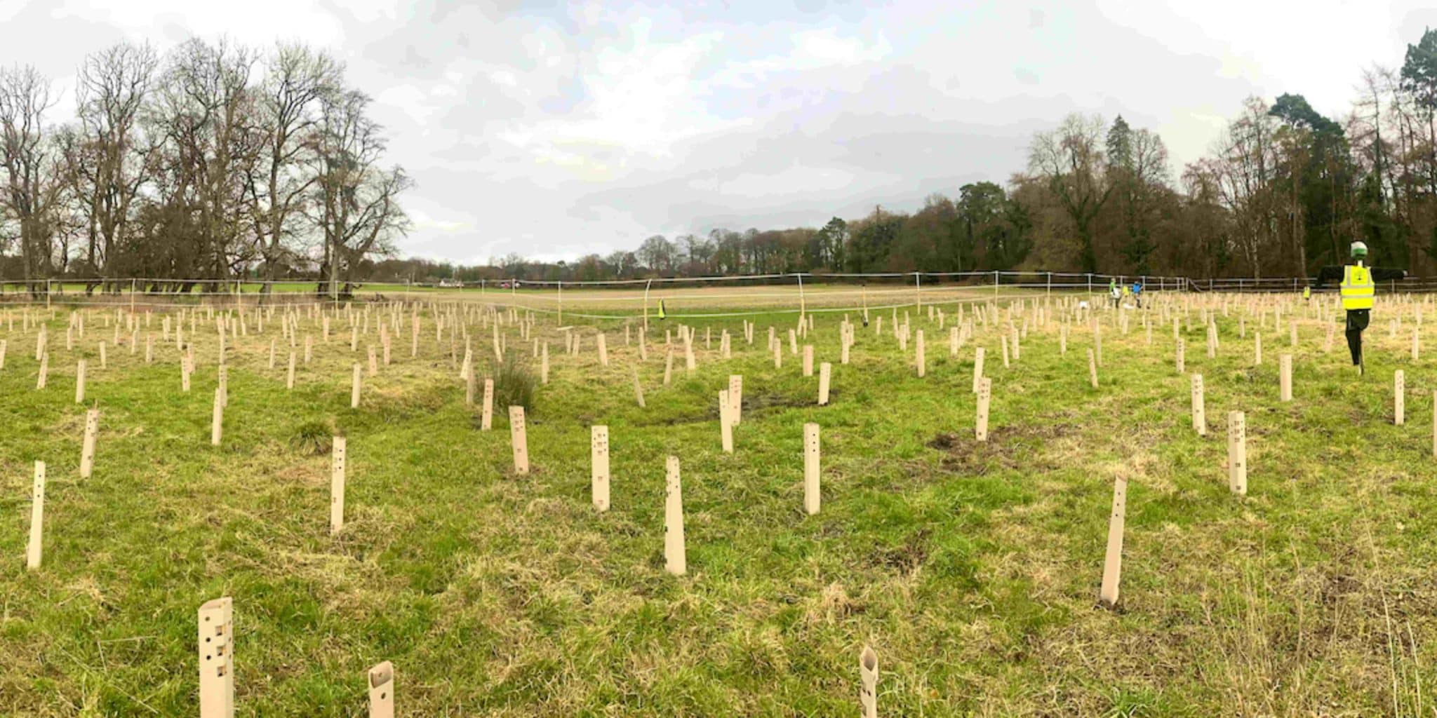 panoramic tree planting with irish trees at dunsany castle