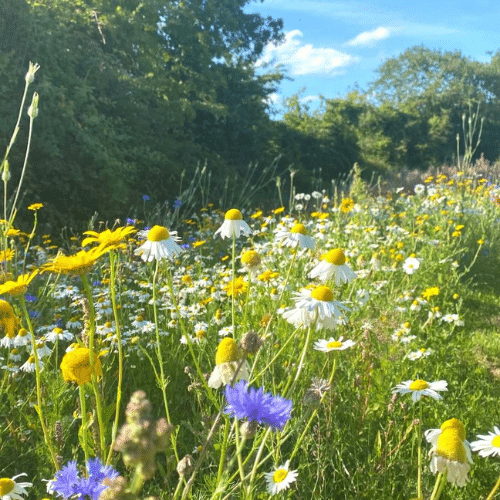 Irish Trees wildflower meadow