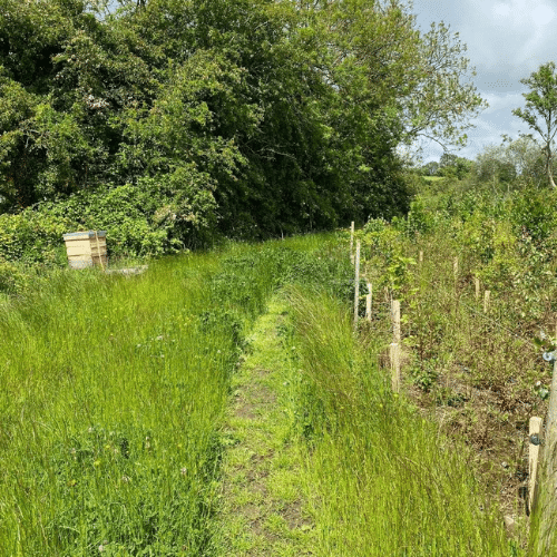 Irish Trees Naul Dublin 