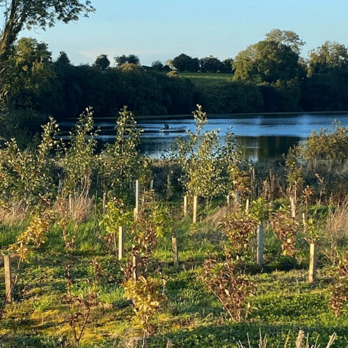 Irish Trees Planting Naul Dublin
