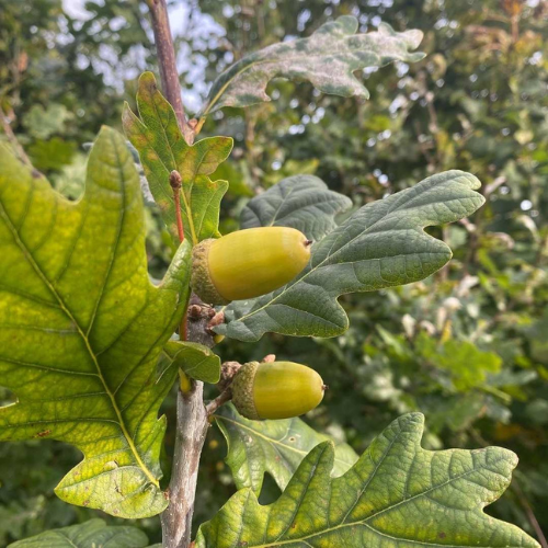 Oak Acorn and leaf photo
