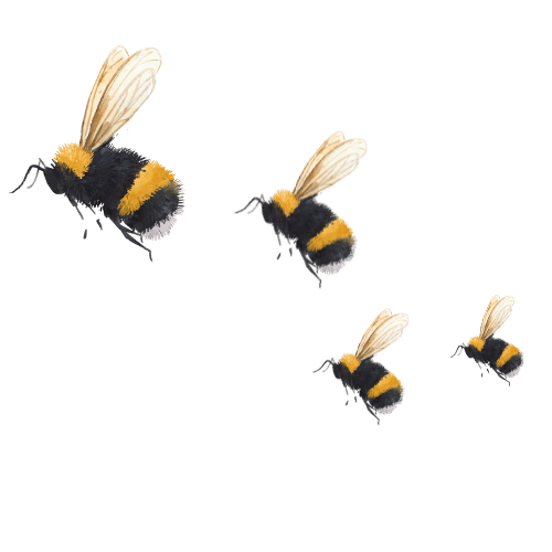 Irish Trees Bee Hives About Us