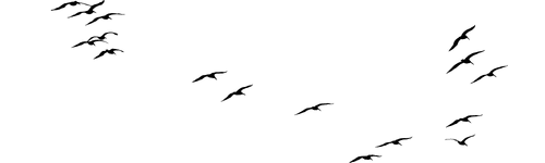 Birds flying at Dunsany Meath irish trees