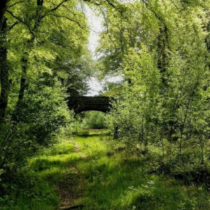 Irish Trees Dunsany Nature Reserve