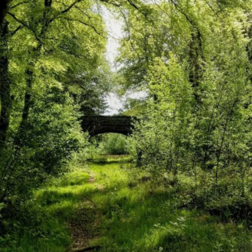 Irish Trees Dunsany Nature Reserve