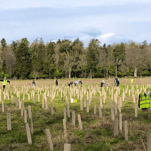 Irish Trees – Providing a Sustainability solution for individuals and businesses