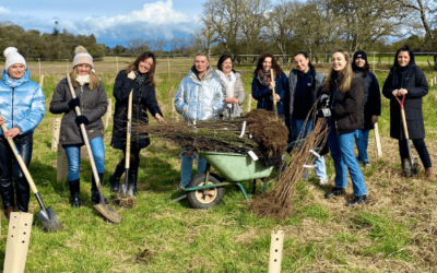 How to Organise a Team Tree Planting Day in Ireland