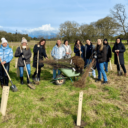 How to Organise a Team Tree Planting Day in Ireland