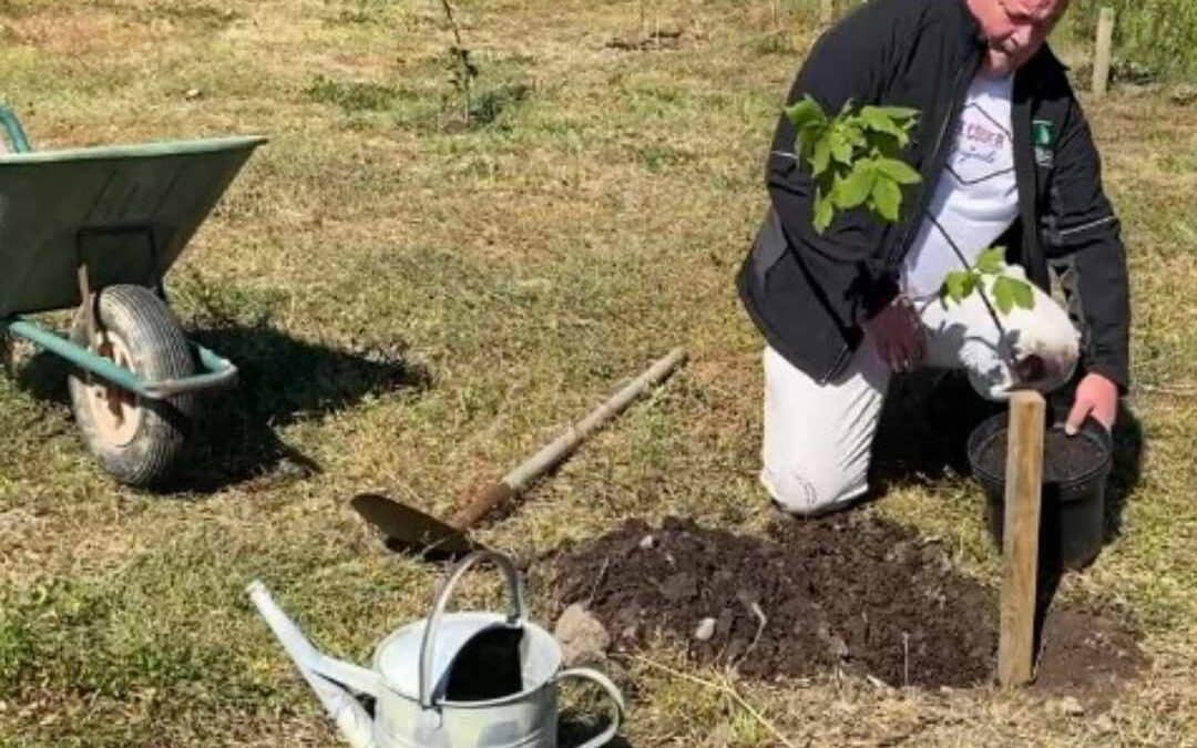 Our Trees & Planting Tips