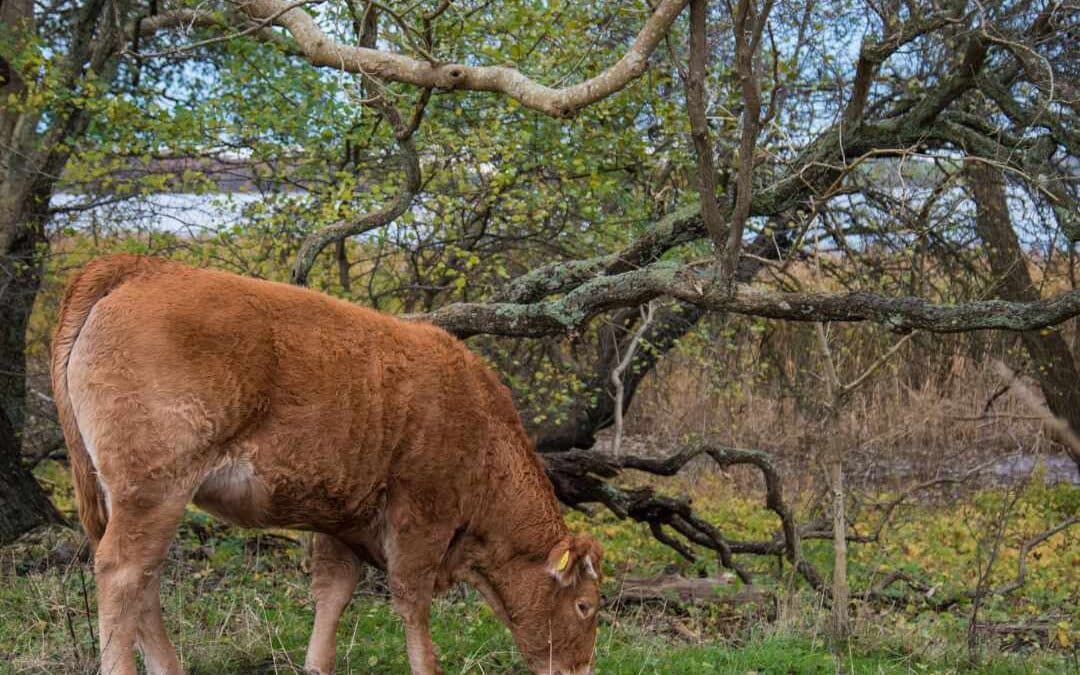 The Benefits of Rewilding for a Sustainable Future