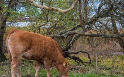 The Benefits of Rewilding for a Sustainable Future