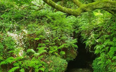 Irish Rainforests
