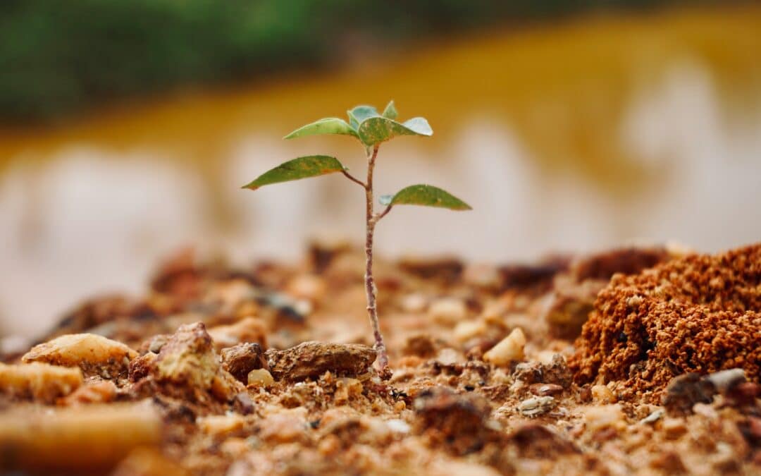 Reforestation Regeneration