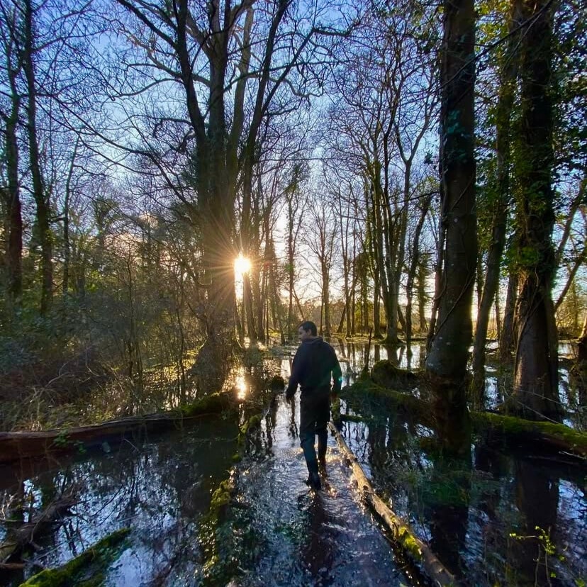 man walking through woods with winter evening sun shining through the trees at dunsany estate in meath ireland