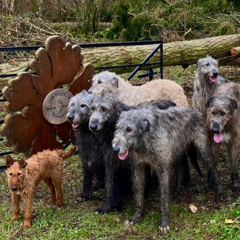 the pack of Irish wolf hounds that frequent dunsany estate for corporate events 