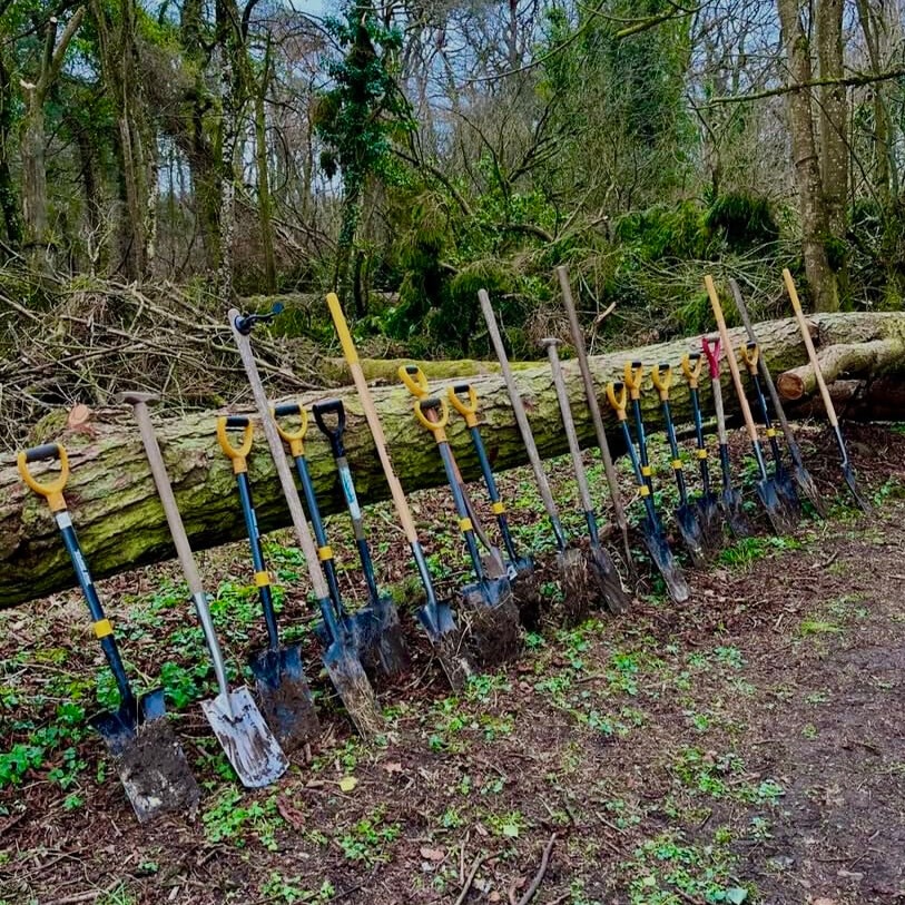 black and yellow tree planting shovels leaned up in line against a naturally fallen tree in dunsany nature reserve