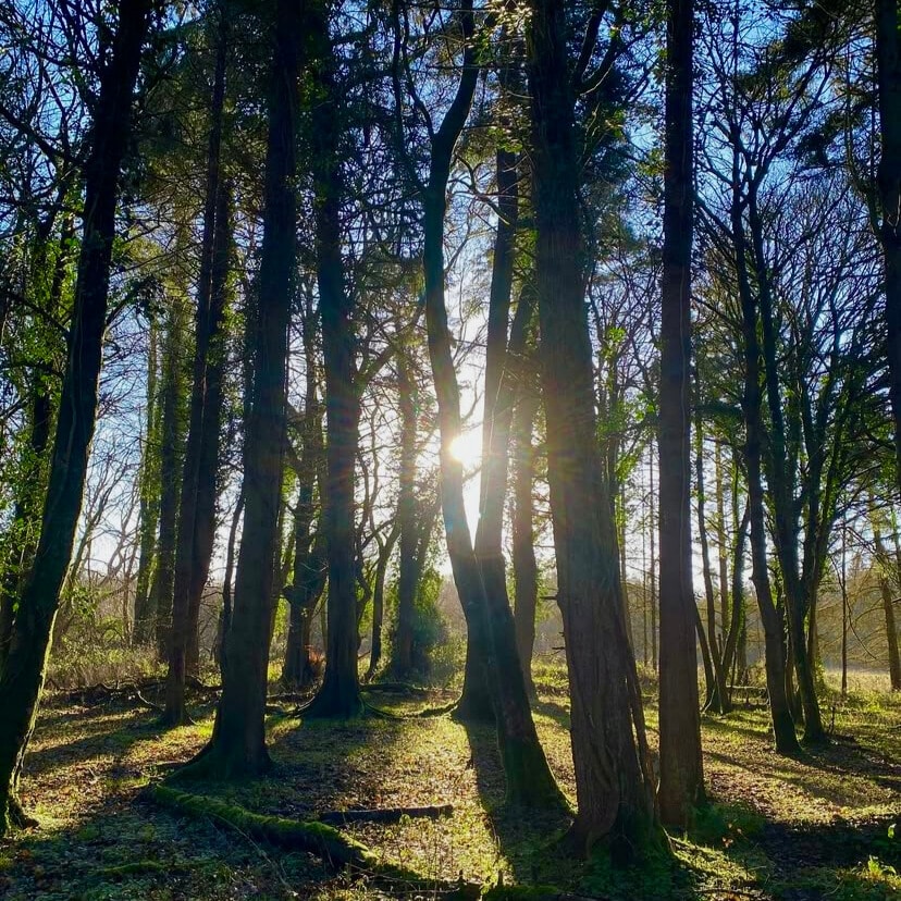 the setting sun shining through the mature trees of dunsany nature reserve illuminating the mossy woodland floor